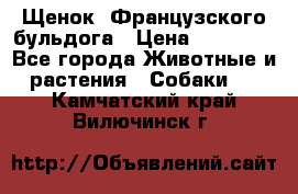 Щенок  Французского бульдога › Цена ­ 35 000 - Все города Животные и растения » Собаки   . Камчатский край,Вилючинск г.